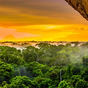 Amazon (Largest Rainforest)