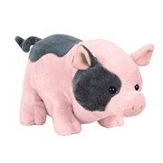 Pot Bellied Pig