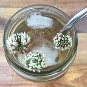White Clover Tea