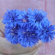 Blue Boy Bachelor's Button