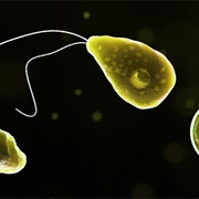 Naegleria Fowleri (Brain-Eating Amoeba)