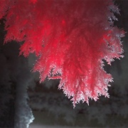 Red Ice