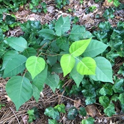 Know Poisonous From Not Poisonous Food