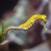 Seahorse