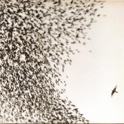 Hate It Here - Wilco