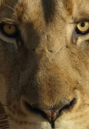 Thus I Refute Beelzy (John Collier)