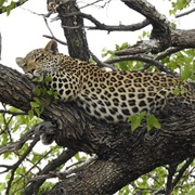 Sabi Sands