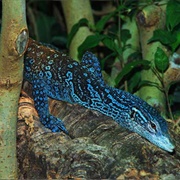 Blue Spotted Tree Monitor