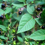 Deadly Nightshade