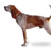 American Coon Hound