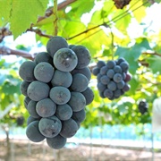 Hamamatsu Fruit Park, Shizuoka