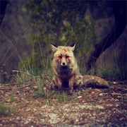 Winterpills - Love Songs