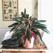 Calathea Stromanthe Triostar