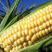 Corn on the Cob in Taber