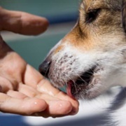 Humans Can Lick Too/The Licked Hand