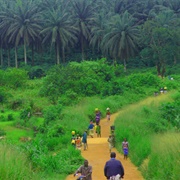 Kambui Hills Forest Reserve, Sierra Leone