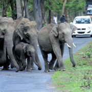 Muthanga Wildlife Sanctuary