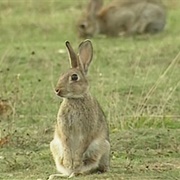 Looking for Rabbits
