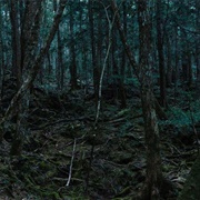 Aokigahara - Japanese Suicide Forest