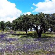 The Cork Oak Woodlands of Iberia