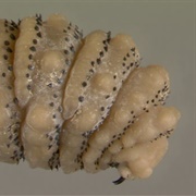 Botfly Larva+Removal