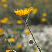 Bigelow Coreopsis (Coreopsis Bigelovii)