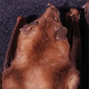 Goldman's Nectar Bat