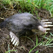 Townsend's Mole