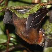 Horsfield's Fruit Bat