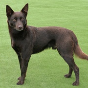 Australian Kelpie