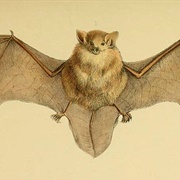 Eastern Forest Bat