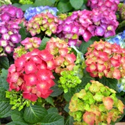 Hydrangea