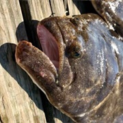 Fluke Fish