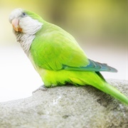 Quaker Parrot