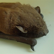 Lesser Asiatic Yellow Bat