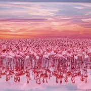 Flamingo's Kenya
