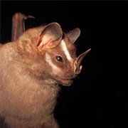 Great Stripe-Faced Bat