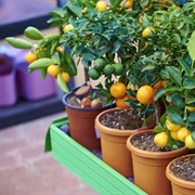 Pick Fruit That You Grew at Home