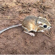 Texas Kangaroo Rat