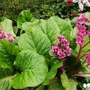 Heart-Leaved Bergenia (Bergenia Crassifolia)