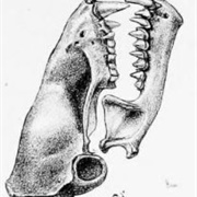 Asian Particolored Bat