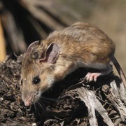 White-Ankled Mouse