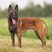 Belgian Malinois