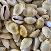 Ringed Cowries