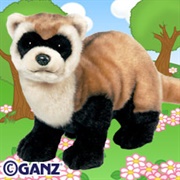 Signature Black Footed Ferret