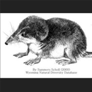 Preble's Shrew