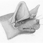 Daubenton's Free-Tailed Bat