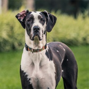 Great Dane