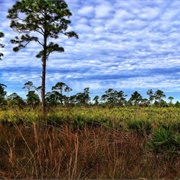 Estero Bay Preserve State Park