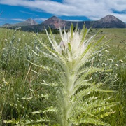Leafy Thistle (Cirsium Foliosum)
